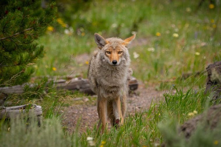 030 Yellowstone NP, coyote.jpg